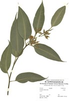 藏品(大葉桉)的圖片